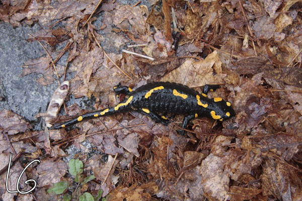 Salamandre